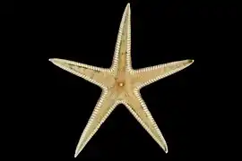 Psilaster andromeda