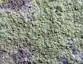 Pilocarpaceae :Psilolechia lucida