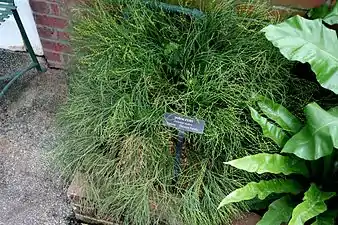 Psilotum nudum cultivé au Longwood Gardens (Pennsylvanie, États-Unis).