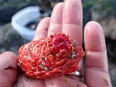 Psolus chitonoides.