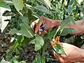 Fruits de Palicourea tomentosa (et d'un autre Palicourea) à San Roque de Cumbaza&nbsp;(en) (San Martín, Pérou)