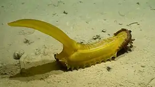 Psychropotes longicauda