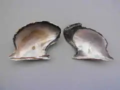 Pteria colymbus
