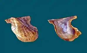 Pteria peasei