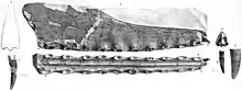 Illustrations de l'holotype de C. cuvieri.