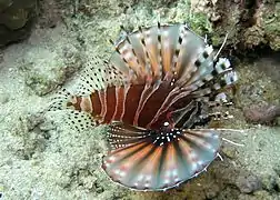 Dendrochirus zebra