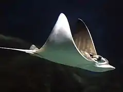Pteromylaeus bovinus