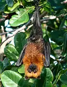 Pteropus seychellensis