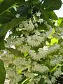 Pterostyrax hispidus