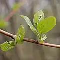 Bourgeons floraux.