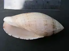 Pterygia nucea