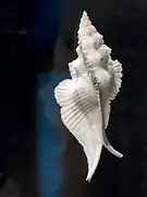 Pterynotus pinnatus