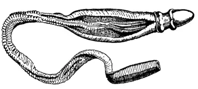 Ptychodera flava