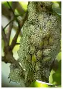 Ptyelus flavescens.