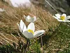 Pulsatille des Alpes(Pulsatilla alpina).
