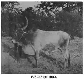 Taureau punganur.