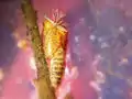 Chrysalide de simulie avec, au sommet, les filaments branchiaux
