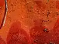 Détail des pores