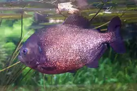 Pygocentrus nattereri (Piranha rouge) au ZooParc de Beauval à Saint-Aignan-sur-Cher, France.