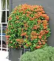 Un Pyracantha cultivé en espalier sur un mur