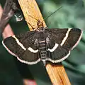 Pyrausta cingulata  (Linnaeus, 1758)