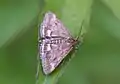Pyrausta despicata (Scopoli, 1763)