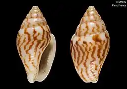 Pyrene flava