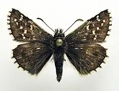 Pyrgus andromedae