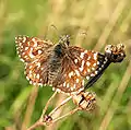 Pyrgus malvae (Linnaeus, 1758)