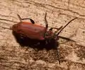 Pyrrhidium sanguineum (Linnaeus, 1758) Femelle