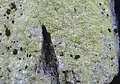 Pyrrhospora quernea