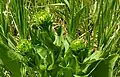 Pyrrocoma crocea, Involucre de bractées.