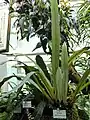 Pyrrosia distichocarpa, Jardin botanique de Munich, Allemagne