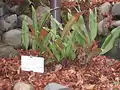 Exemplaire du jardin botanique de Kishikawa