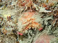 Pyura dura