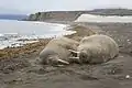 Morse présent sur l'île