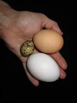 Comparaison entre un œuf de caille, de poule (beige) et de cane (blanc).