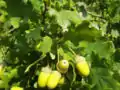 Les glands du chêne pédonculé sont insérés sur des pédoncules longs de 2 à 10&nbsp;cm, alors que les feuilles ont un court pétiole.
