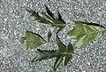 Feuilles
