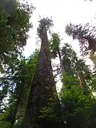 Cèdres rouges de l'Ouest