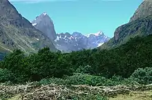 Photographie en couleurs d'arbustes nichés au sein d'une vallée glaciaire.
