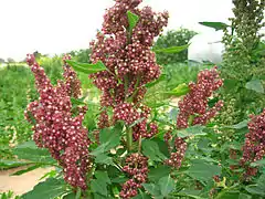 Inflorescence