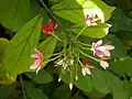 Quisqualis indica, fleurs.