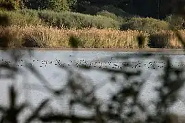 Canards en automne.