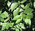 Feuilles d'été.