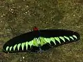 Troides brookiana ♂