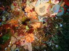 Ralpharia magnifica