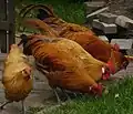 Sujets au plumage fauve.