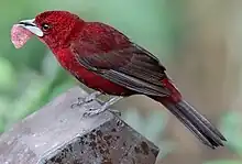  Un oiseau rouge sang aux ailes et queue tirant sur le noir et au bec gris argent