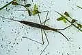 Ranatra linearis, Ukraine.